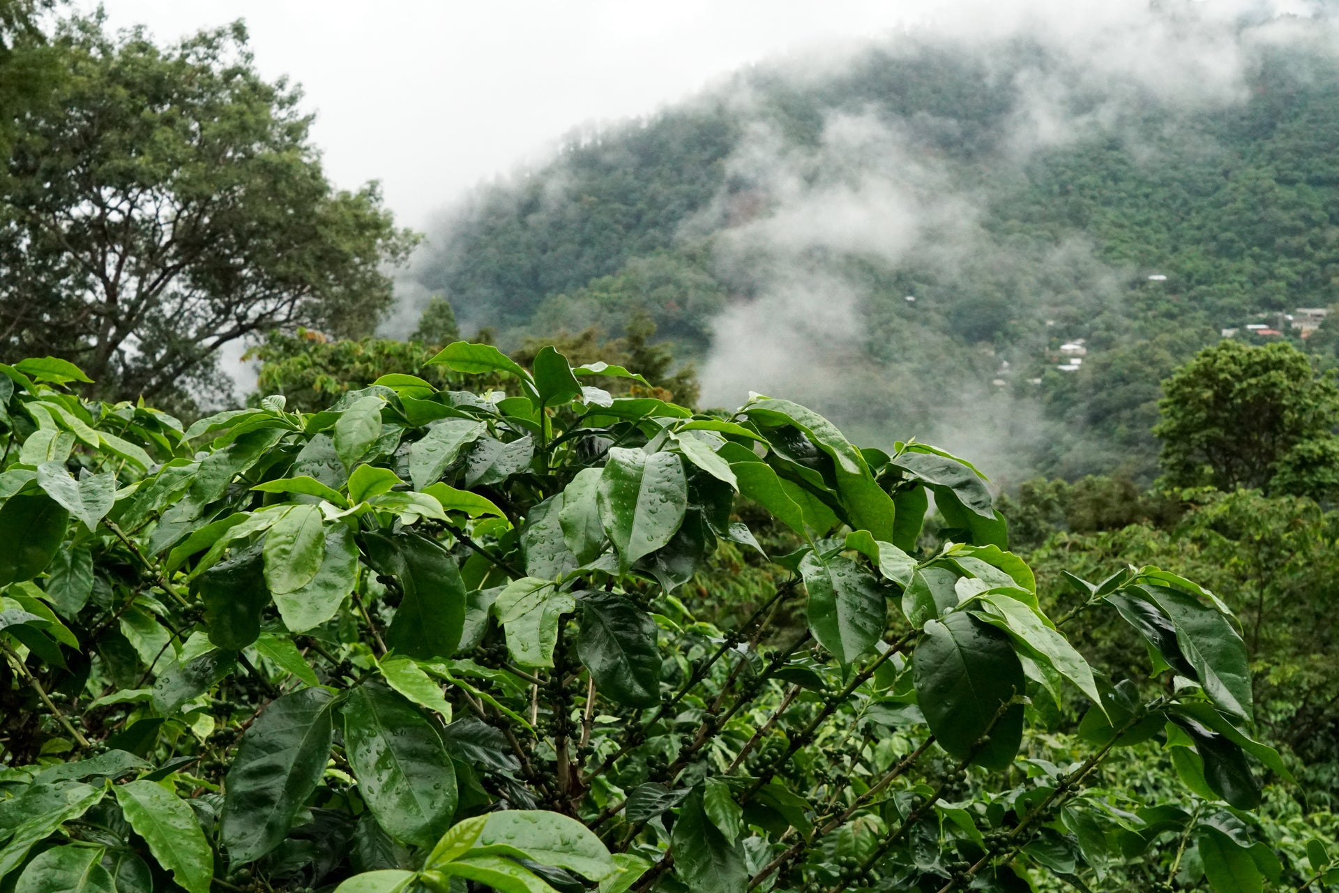 El Salvador Carlos Lemus