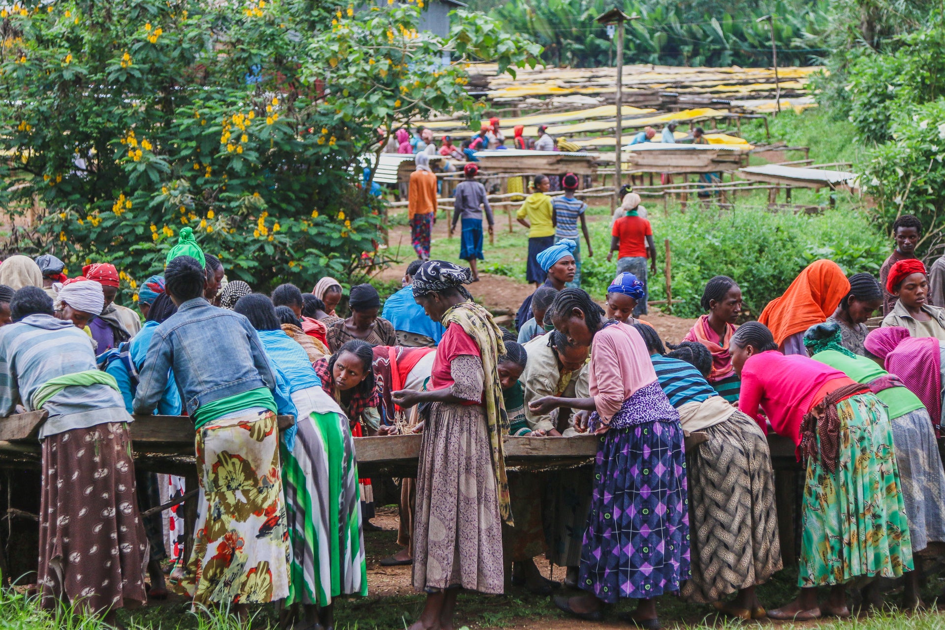 Ethiopian Sayisa