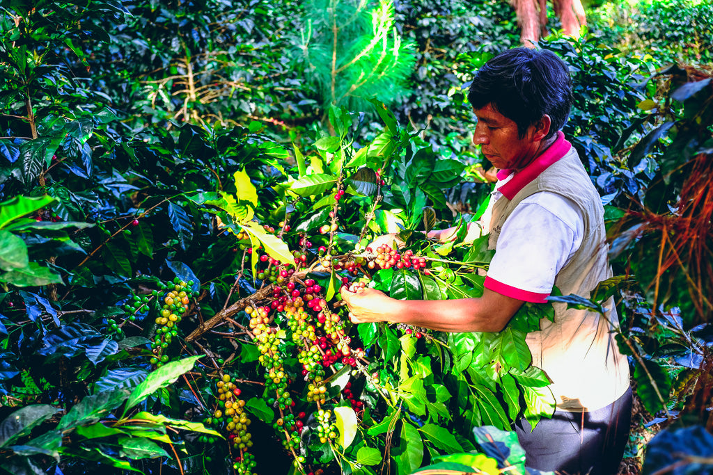 Specialty Coffee: More Than Just a High Score