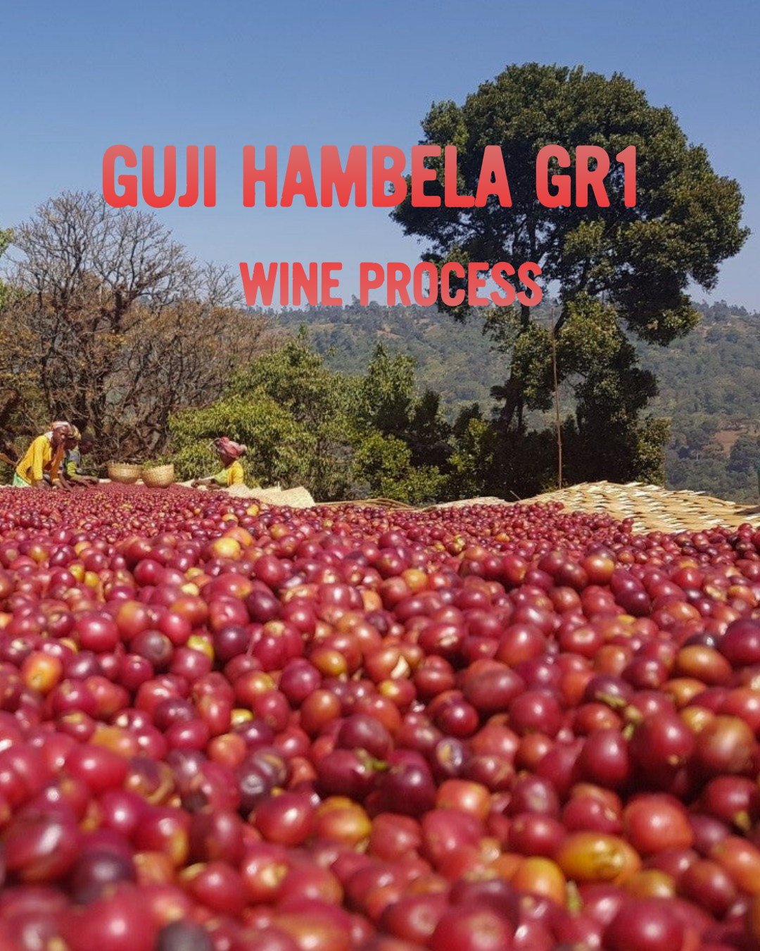Ethiopia Guji Hambela GR1 – Wine Process