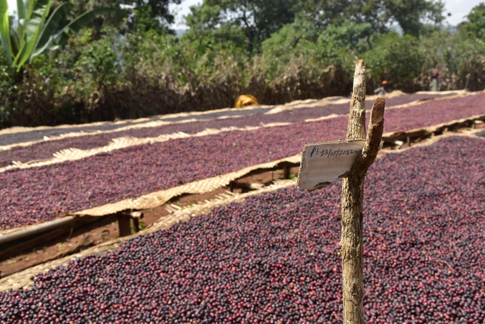 Ethiopia Worka Chelichele GR1 – Natural Anaerobic