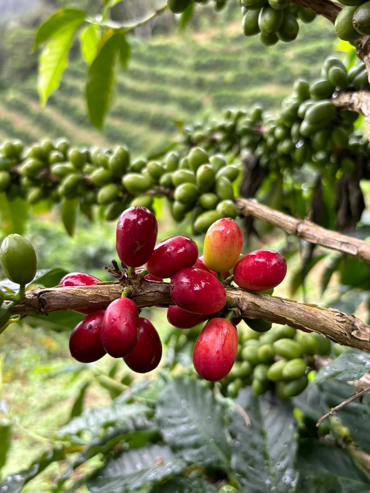Colombia Vergara Brothers Washed Tabi (Fruit Forward Berry Ensemble)