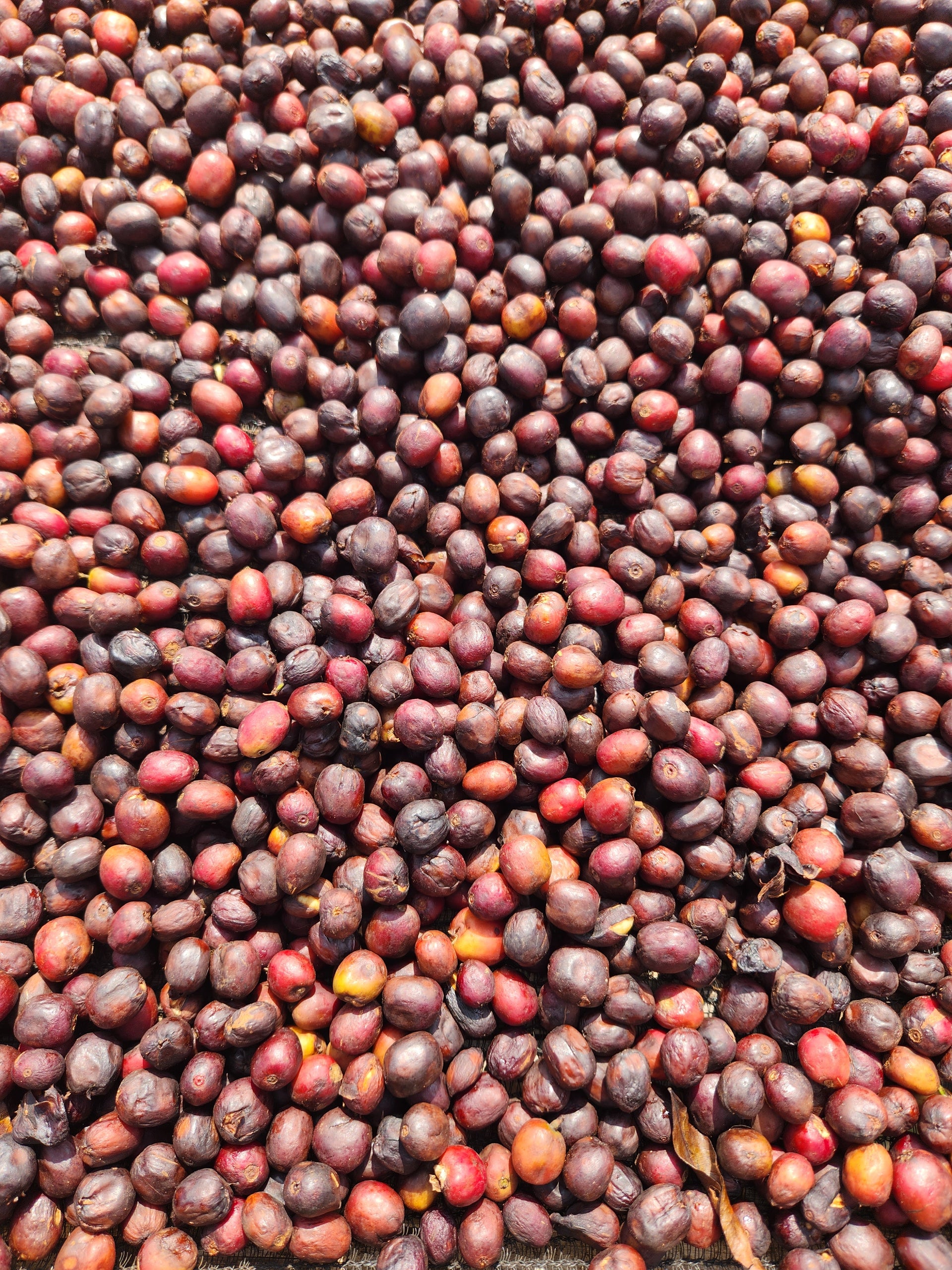 Ethiopia Worka Chelichele GR1 – Natural Anaerobic
