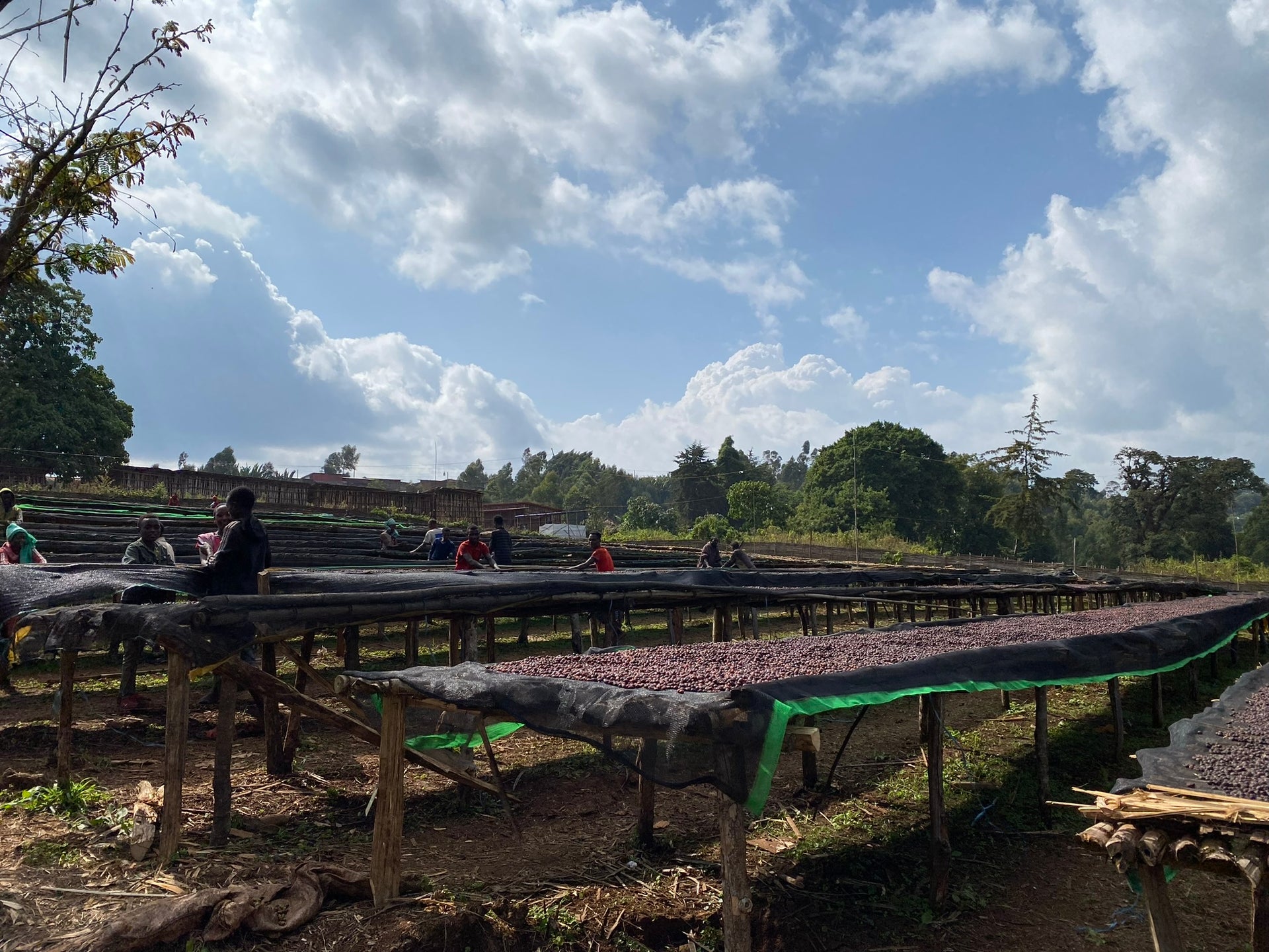 Ethiopia Worka Chelichele GR1 – Natural Anaerobic