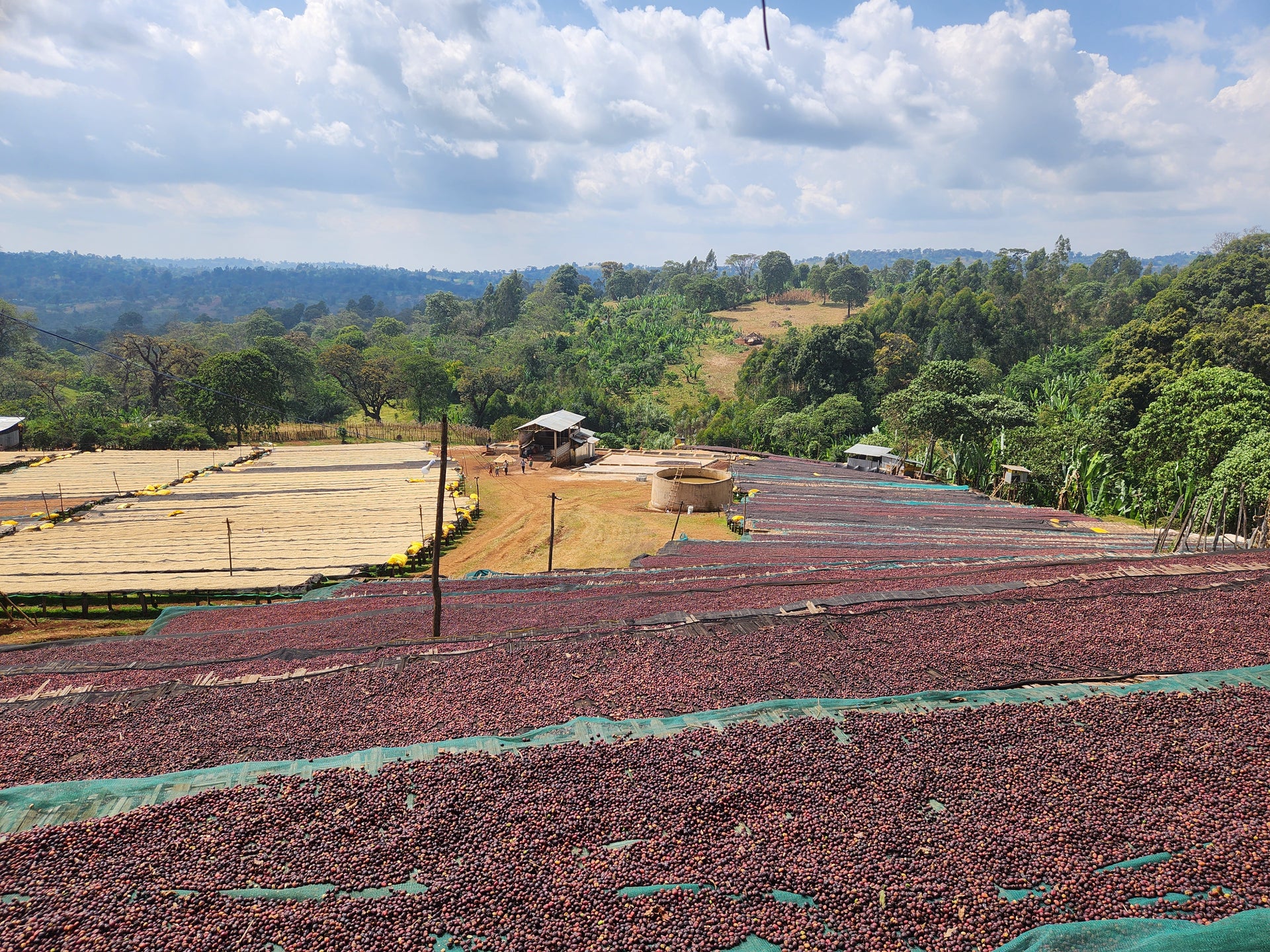 Ethiopia Worka Sakaro GR1 – Carbonic Maceration