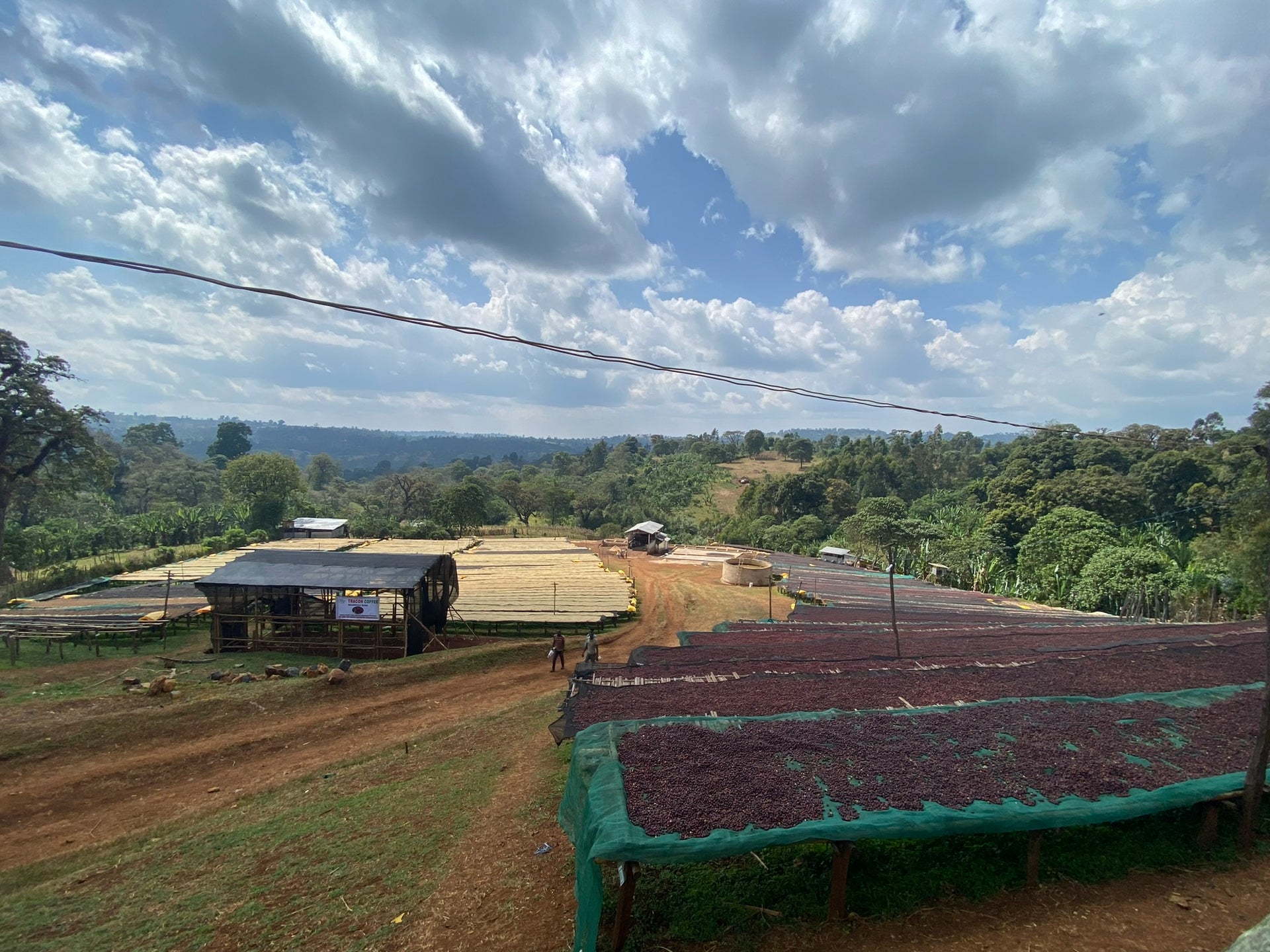 Ethiopia Worka Sakaro GR1 – Carbonic Maceration