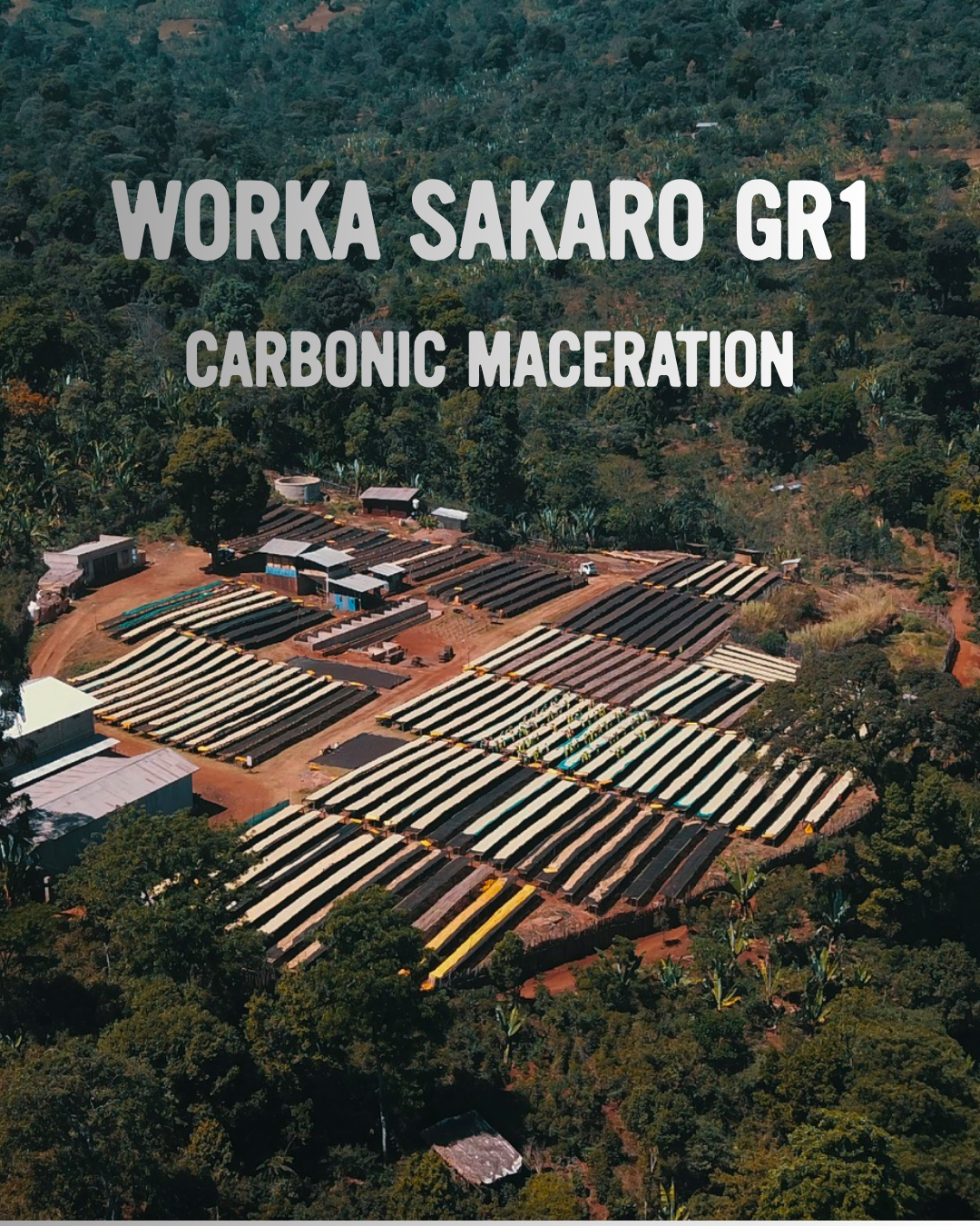 Ethiopia Worka Sakaro GR1 – Carbonic Maceration