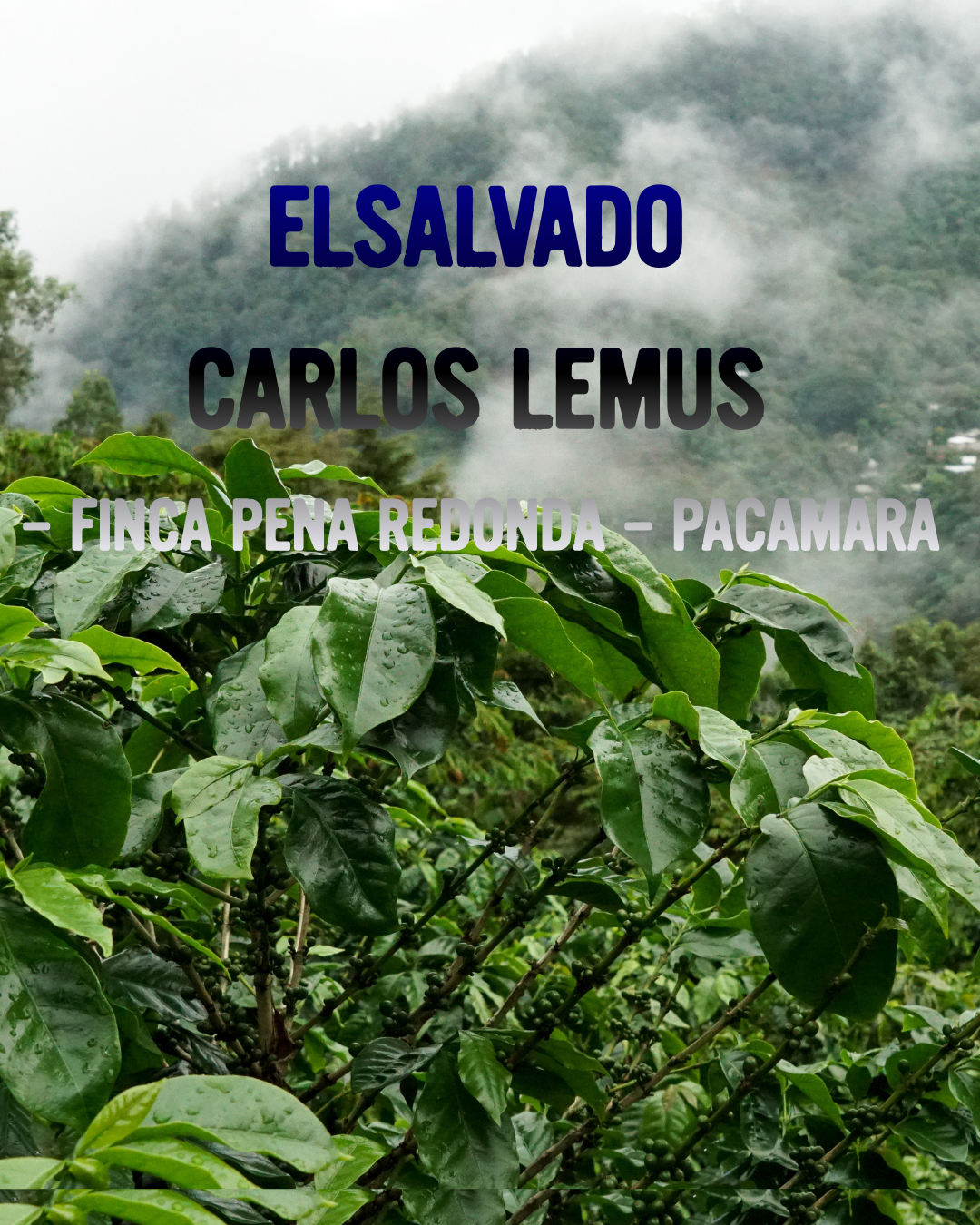 El Salvador Carlos Lemus