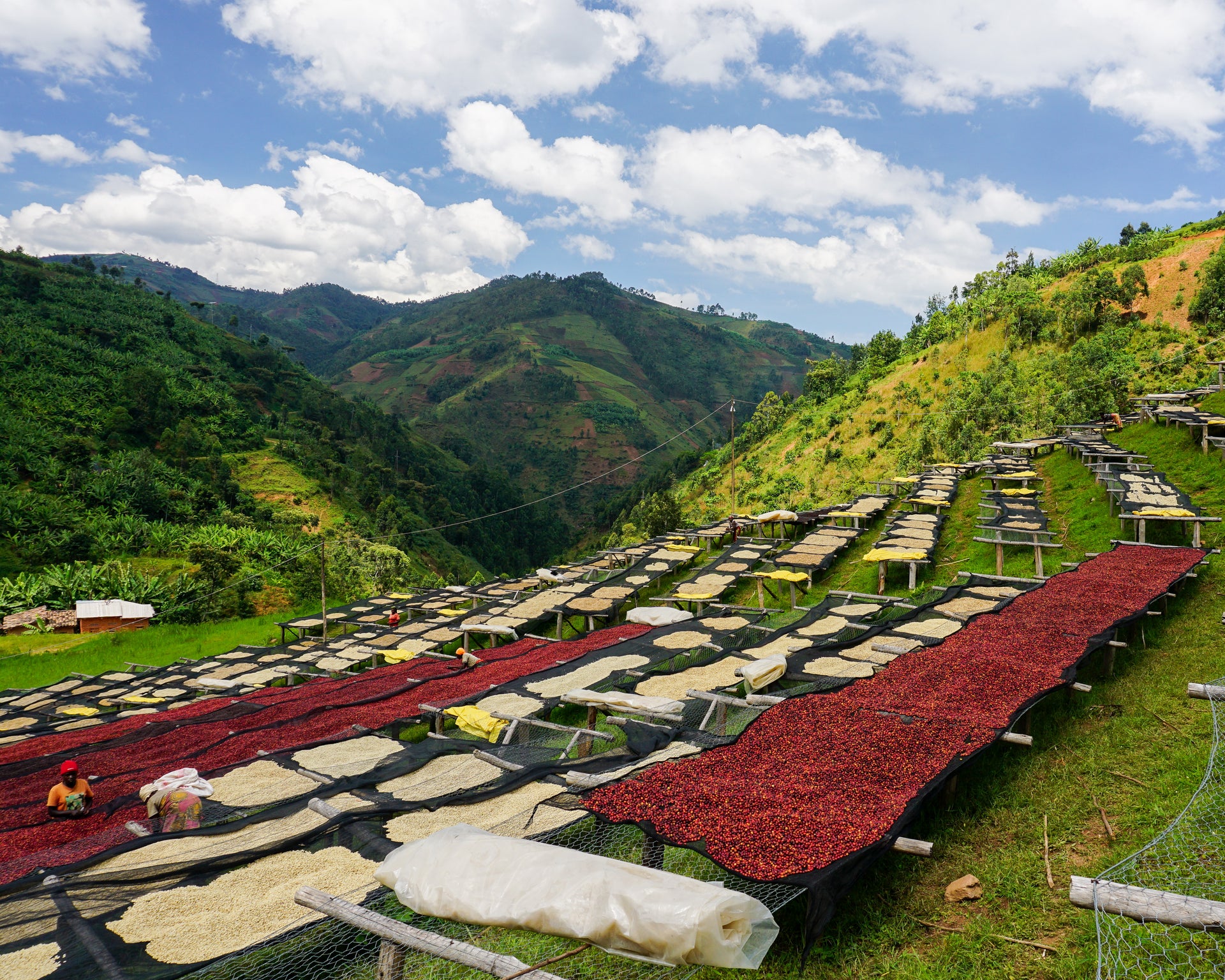 Ethiopia Guji Hambela GR1 – Wine Process