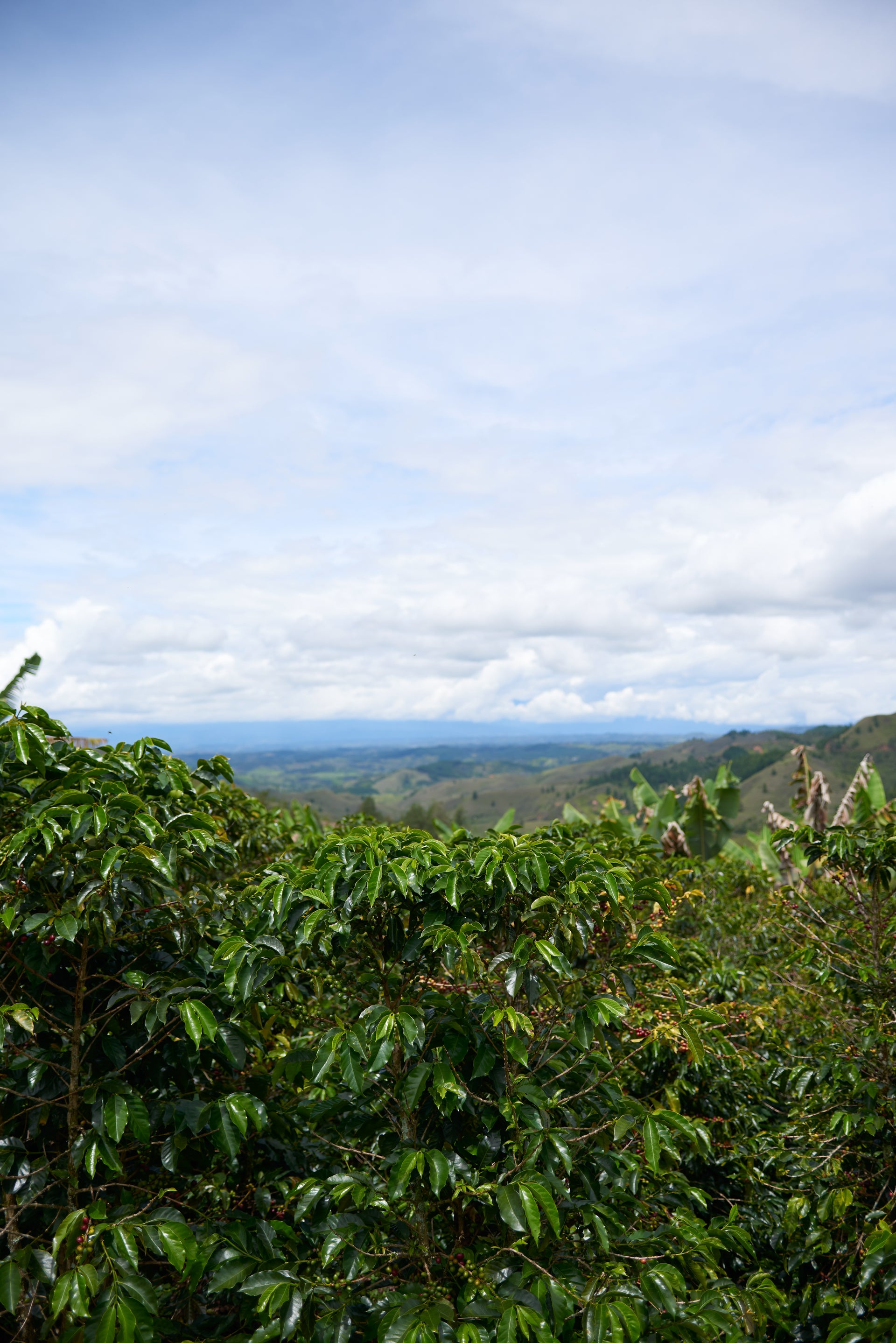 Decaf Colombian