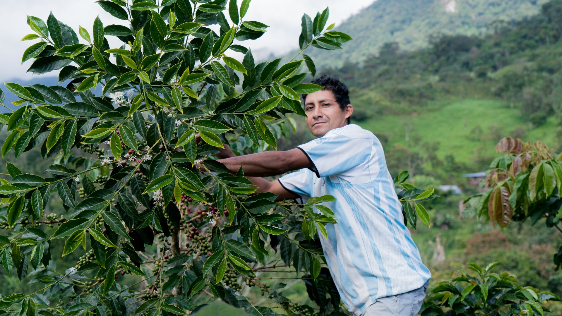 Peru - José Elmer